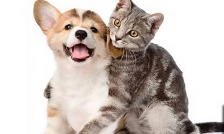 Imagem do grupo Receitas de pets